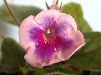 Sinningia 'Country Tiger' Sinningia 'Country Tiger'